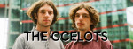 Ocelots